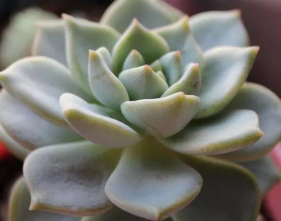 白牡丹老桩处理,白牡丹枯萎怎么治