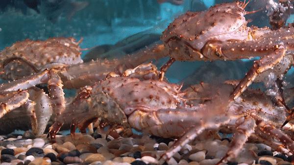 驶入厚街的「海鲜巨舰」,秋日鲜味来袭