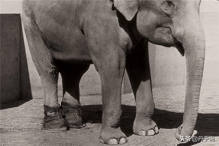 美国丹纳军靴官网,丹纳军靴男款