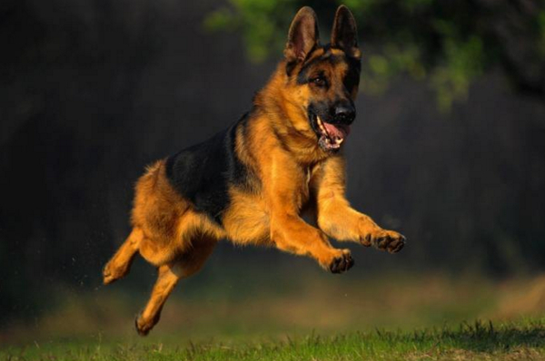 最适合当导盲犬的狗,最适合导盲犬的狗狗