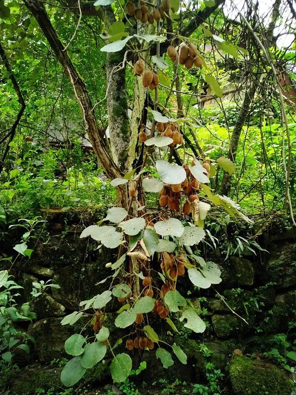 恩施鹤峰旅游攻略一天,恩施鹤峰旅游攻略