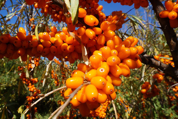 女性气色不好脸色发黄,脸色发黄怎么补气血