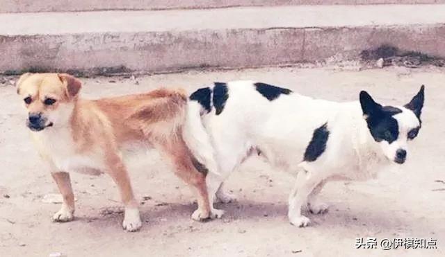 为什么两只狗狗尾巴缠在一起,为什么两只狗狗分不开
