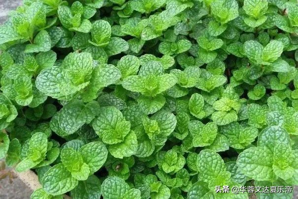 卧室养什么植物能净化空气驱蚊,适合在家养的驱蚊虫植物