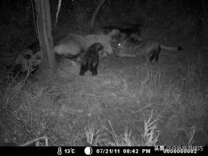 平头哥蜜獾目前存活数量,平头哥蜜獾能养吗