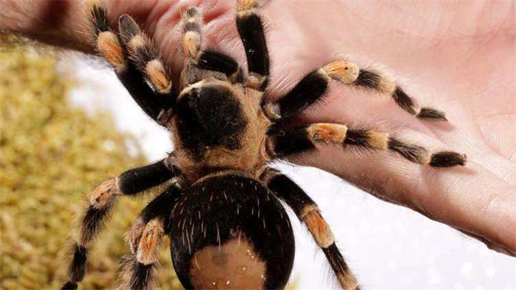 饲养蜘蛛要准备哪些用品,巴西所罗门蜘蛛饲养教程