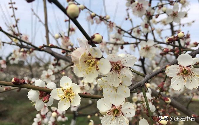 除了唐诗，中国青梅也被日本当成了宝