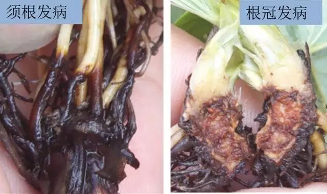 草莓炭疽病怎么治比较好?,草莓炭疽病根腐病治疗组合药剂