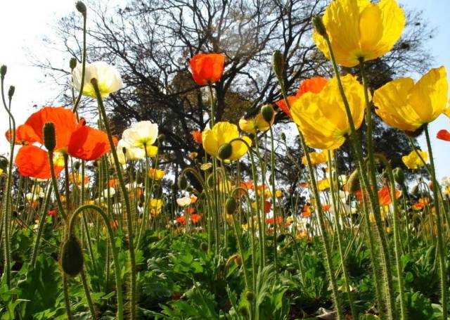 春天几月份适合移盆扦插,夏天可以扦插换盆吗