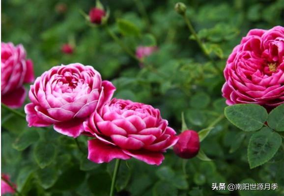 推荐几款好养花期长的月季,推荐8款高颜值月季