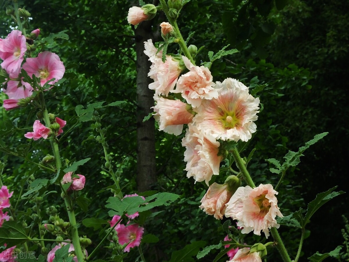 四川一种名花：花叶可食、全株入药，一开就是180天，又美又强大