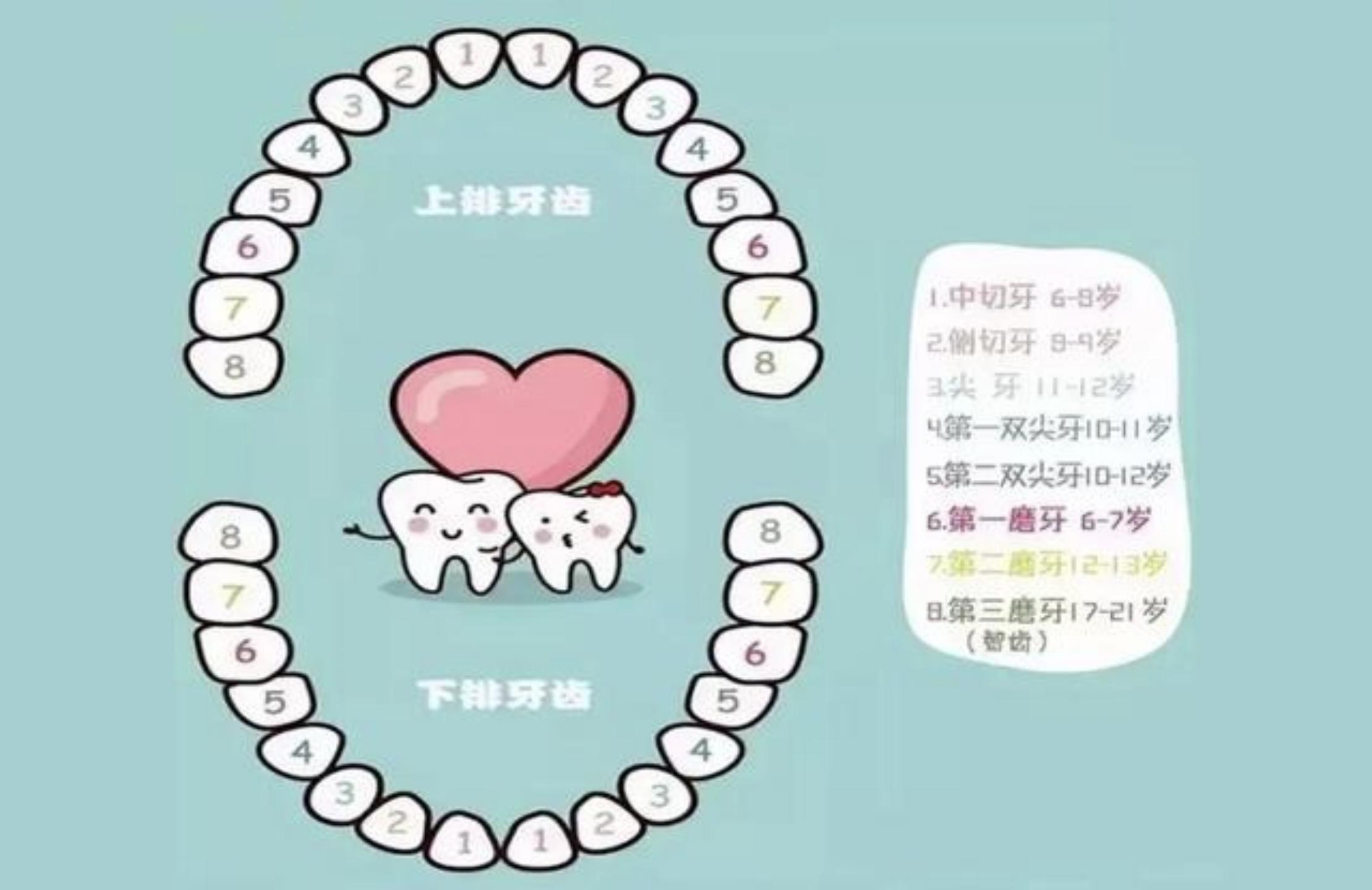乳牙换牙年龄顺序图动画,上下各12颗乳牙换牙顺序图