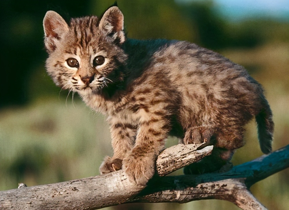 为什么猞猁是狼的天敌,为什么猞猁被称为狼的天敌