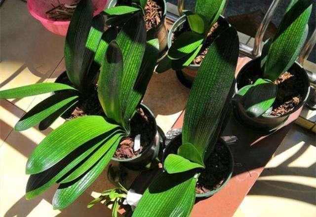 君子兰母子分离8盆,君子兰爆崽要分盆吗