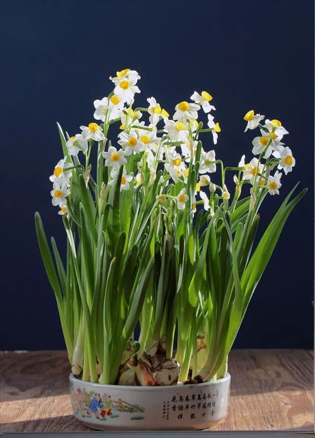 水仙球哪里品种好,水仙挑选方法