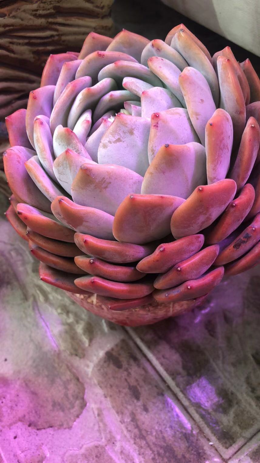 橙梦露怎么养容易出颜色,橙梦露一般怎么养护