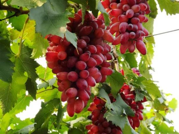 东丽区有发展吗,天津东丽区为什么没发展