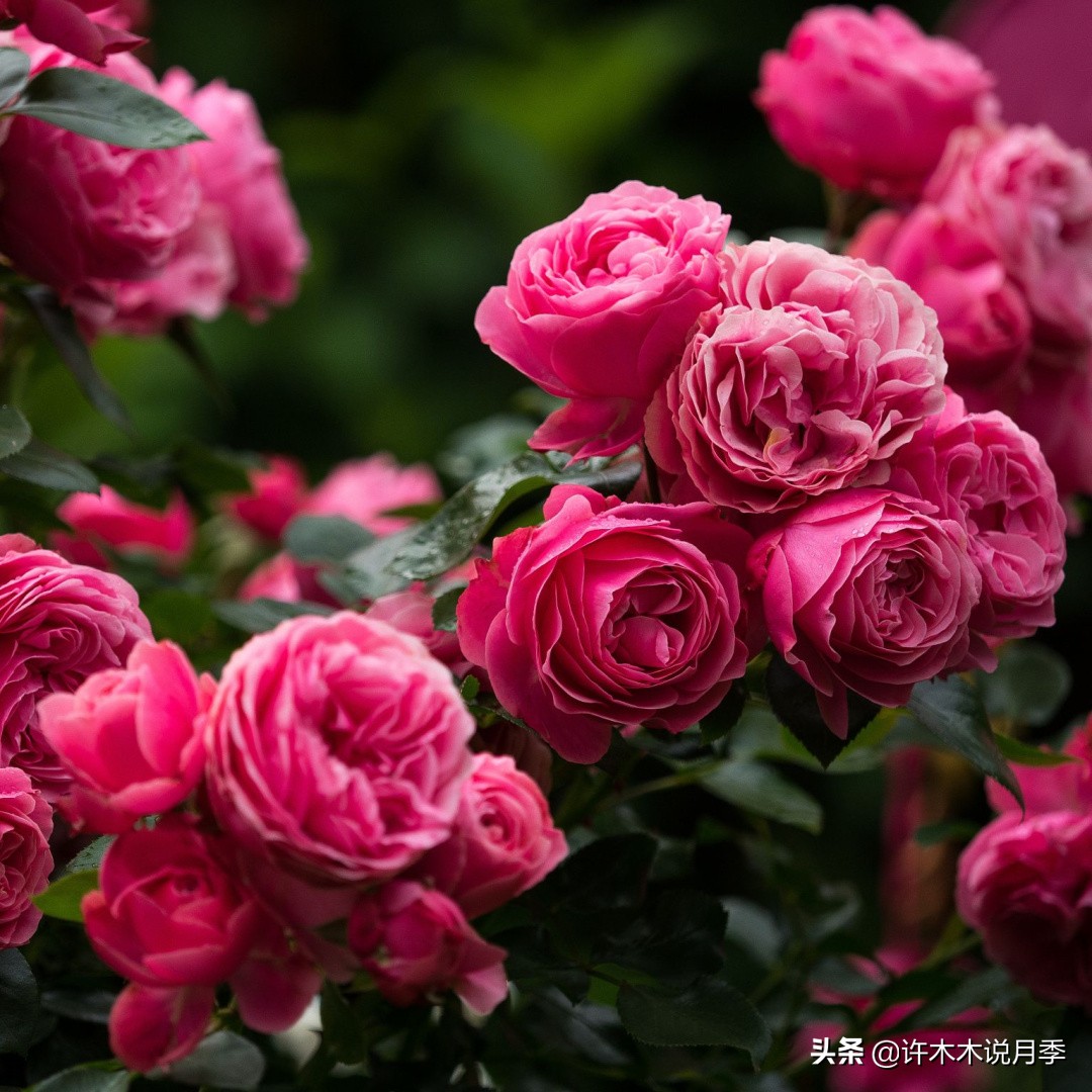 月季同时病害和虫害怎么办,月季感染蓟马怎么办