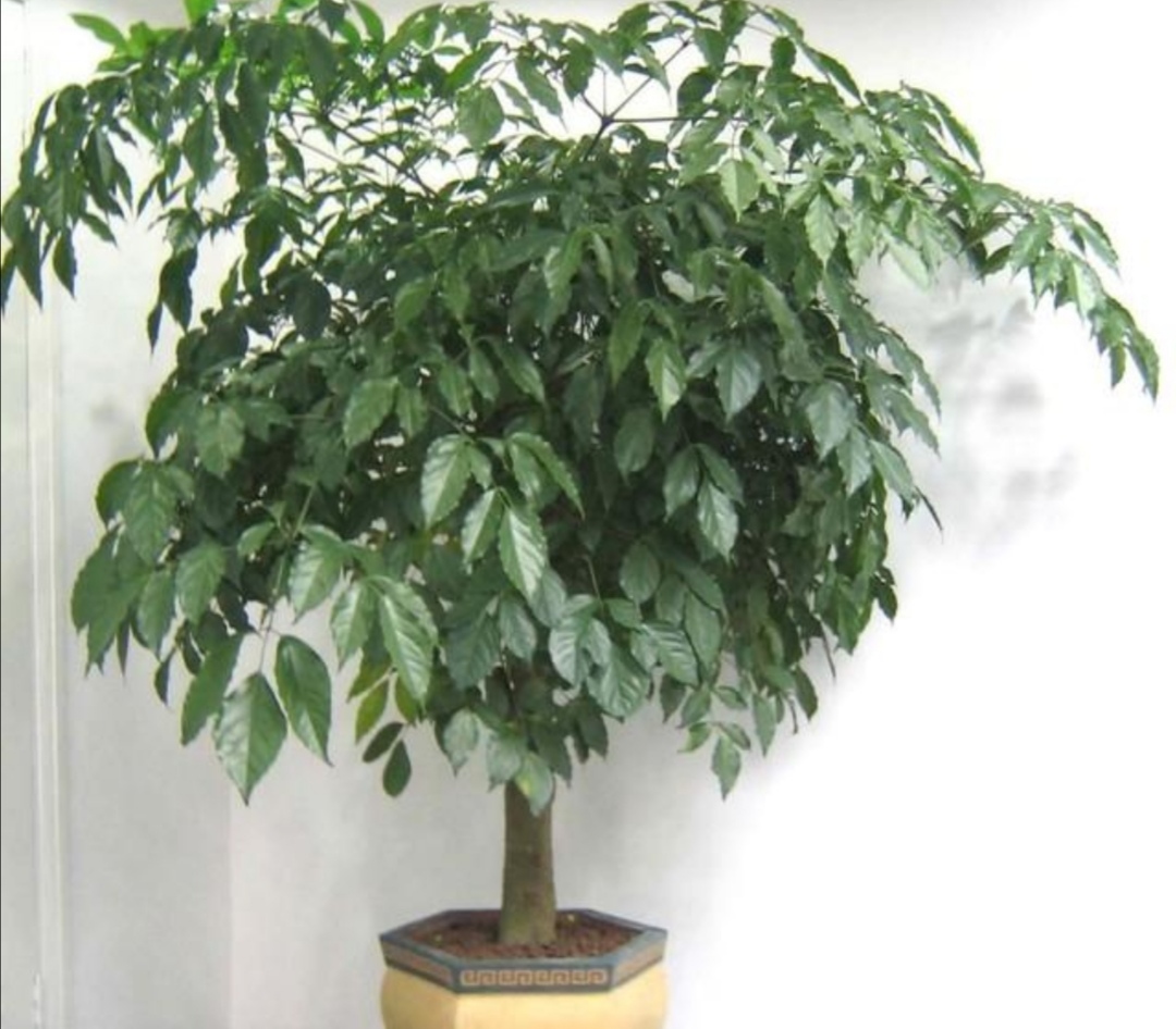 幸福树叶子发黄干枯能全部剪了吗,水培幸福树叶子发蔫怎么办