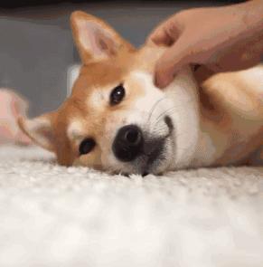 小型犬都容易得皮肤病吗,小型犬都有基因缺陷