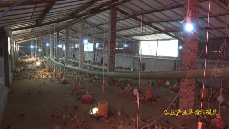 林下养鸡啄开致富路,林下养鸡致富带动贫困户