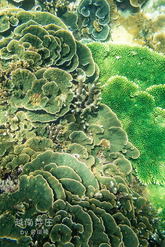 中国可浮潜的海湾,世界最美且可以浮潜十大海滩