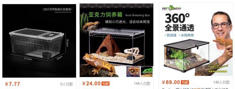 怎么养爬宠守宫,爬宠守宫怎么养