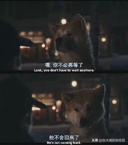 主人因新冠疫情离世，狗狗苦守医院3个多月！堪称现实版忠犬八公