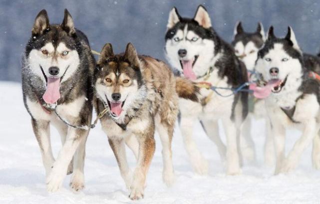 拆二代该有的样子,拆二代二哈