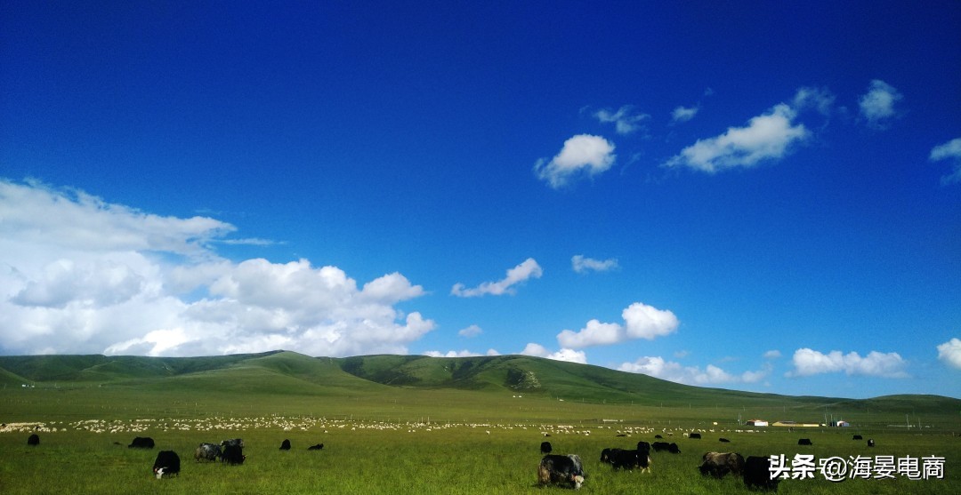 青海牦牛肉哪里最正宗,青海纯正的牦牛肉