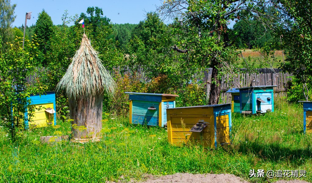 蜂群见卵不见子怎么处理,蜂群没有卵虫失王怎样处理
