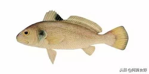 便宜常见海鲜鱼有哪些,各种名贵鱼的种类