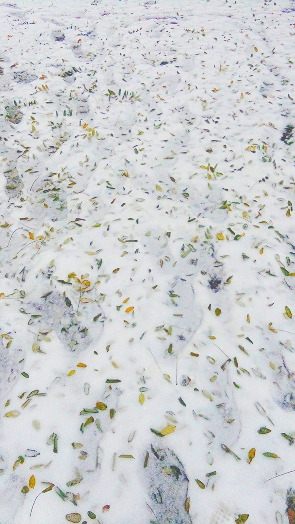 质感摄影视频,质感也是微距摄影的表现