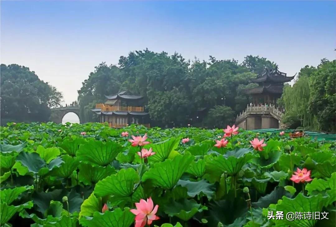 杨万里游西湖赏荷花,杨万里关于荷花的经典诗句