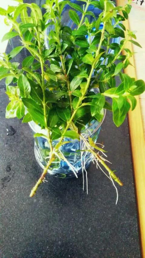 塑料瓶绑在月季上能生根吗视频,水扦插适应哪些花卉