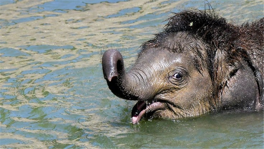 大象脚底可以感知很远的声音吗,大象听力来源于脚