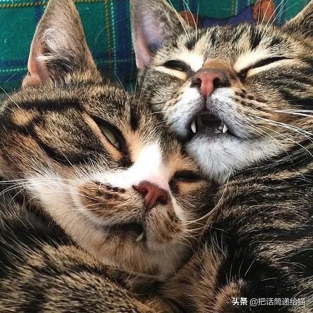 猫兄妹可爱视频,矮脚猫兄妹