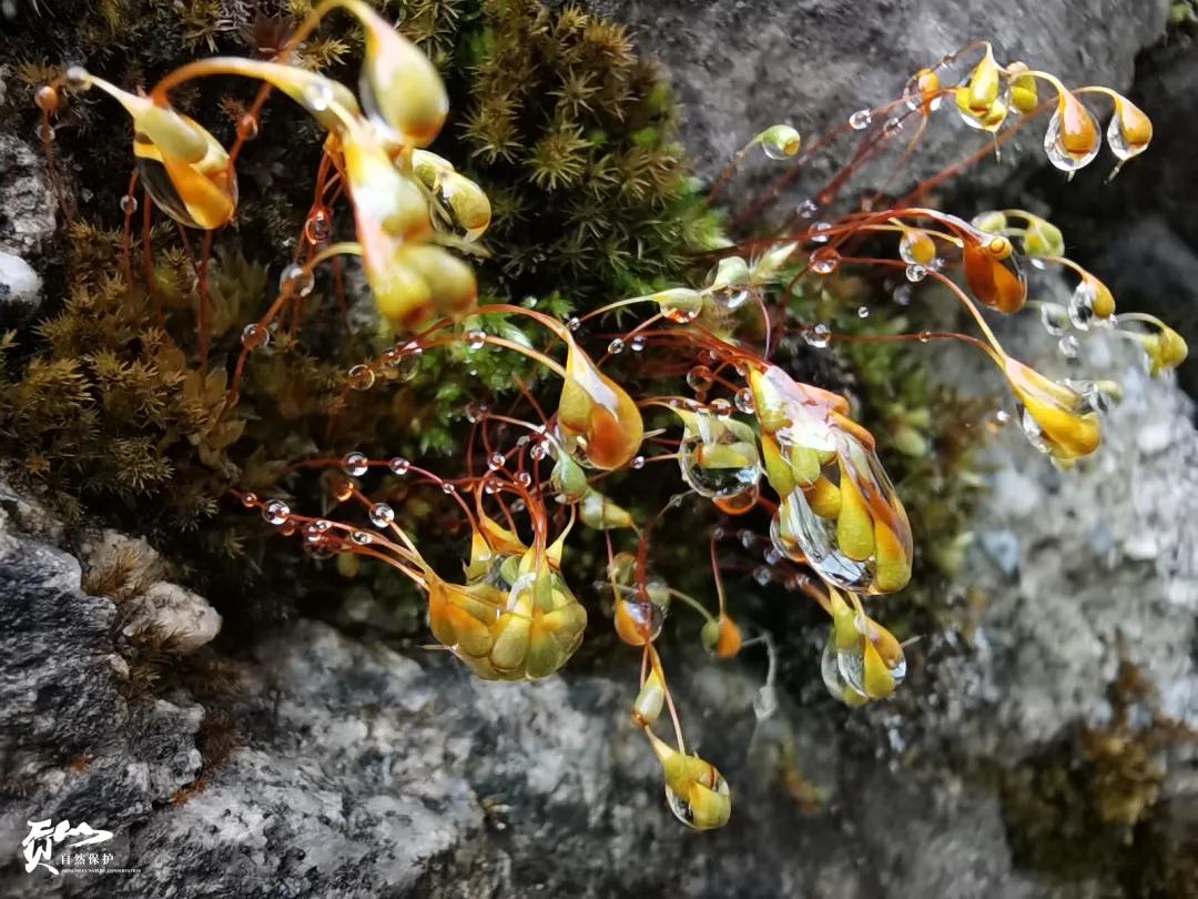 遇见怒江丨这是“我”手机镜头里的贡山风光