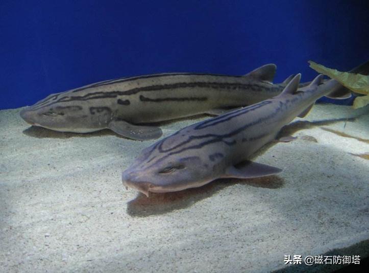 长得像鲶鱼的人戴眼镜,长得像鲶鱼的鱼很小身上有刺