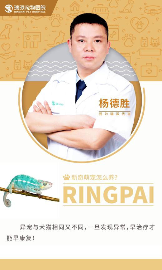 新奇物种怎么养,新奇宠物怎么养