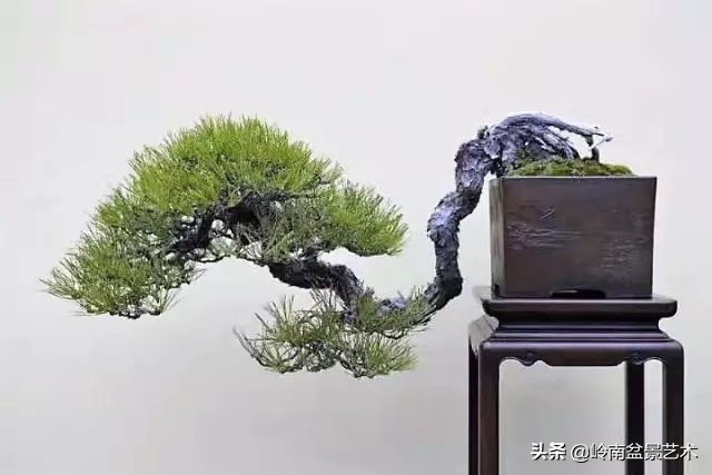 鎮礀缁濆閫㈢敓,鎮礀鐩嗘櫙澶у叏