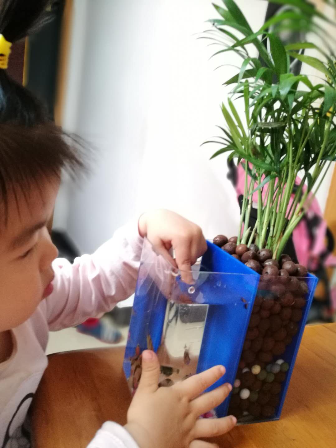 自制免换水生态鱼缸小型,自制自循环生态鱼缸