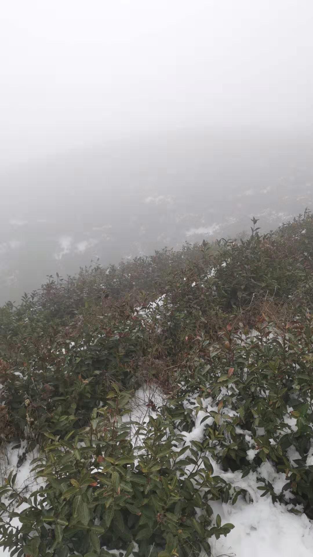 杀青轻重对信阳毛尖滋味的影响,信阳毛尖杀青到不到位的区别