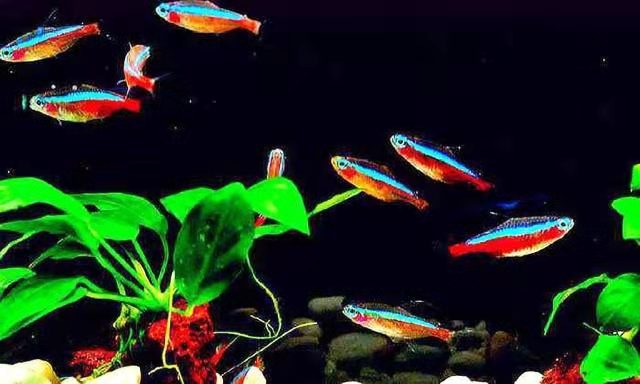 小鱼缸养两条斗鱼,小鱼缸里养一条鱼会不会寂寞