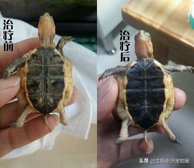 养乌龟新手入门黄缘龟,黄缘龟常见病及预防