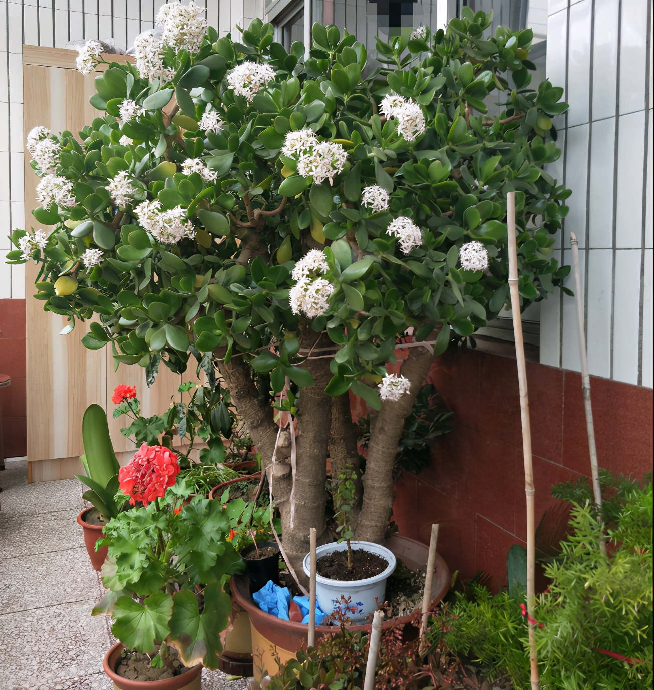 10种家里最旺宅的吉祥之花,10种最旺宅的吉祥之花