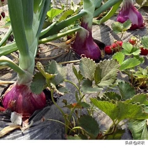 洋葱苗冻害是什么样,洋葱冻害症状图谱