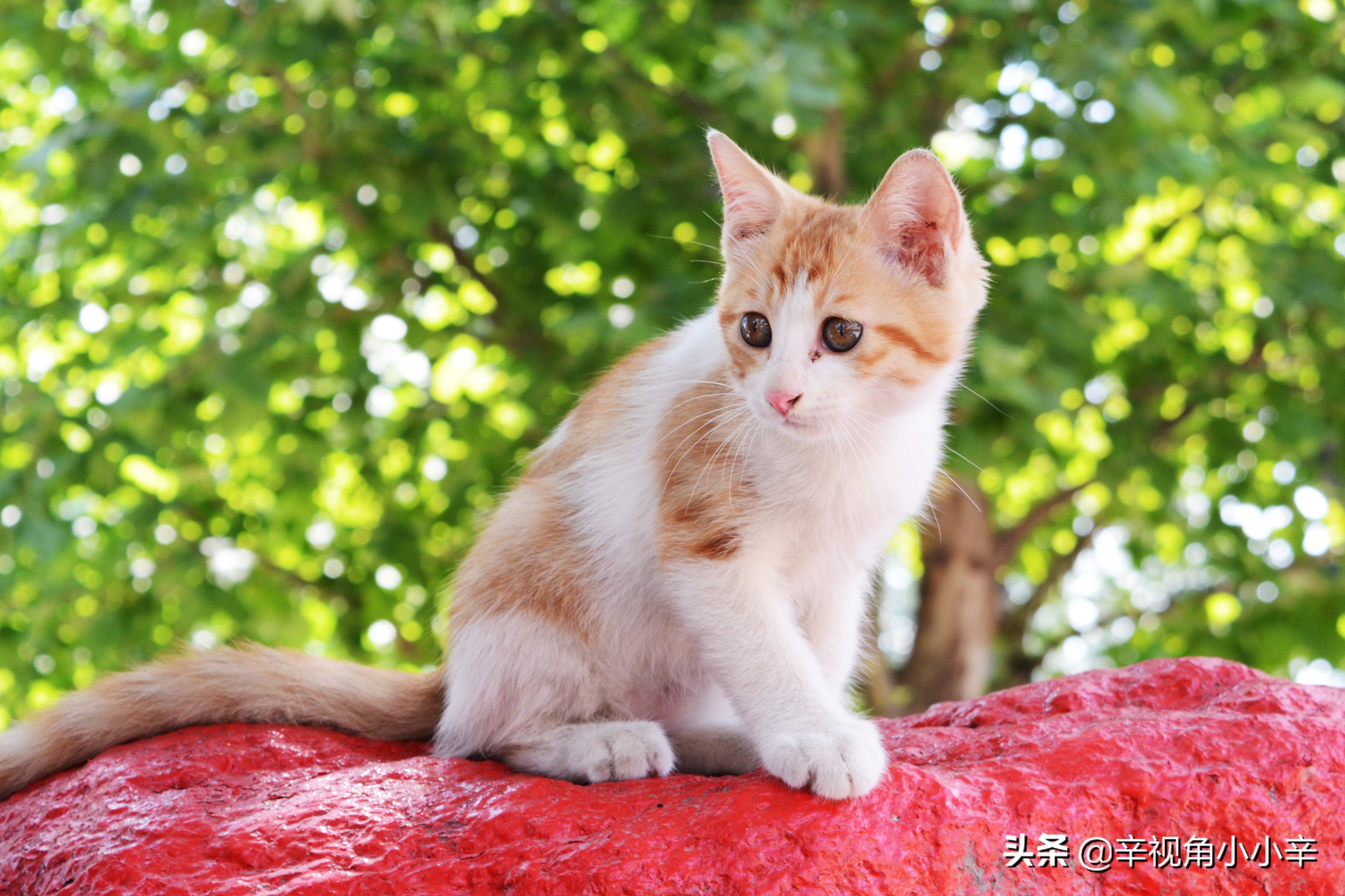 思想中的猫,徘徊中的猫