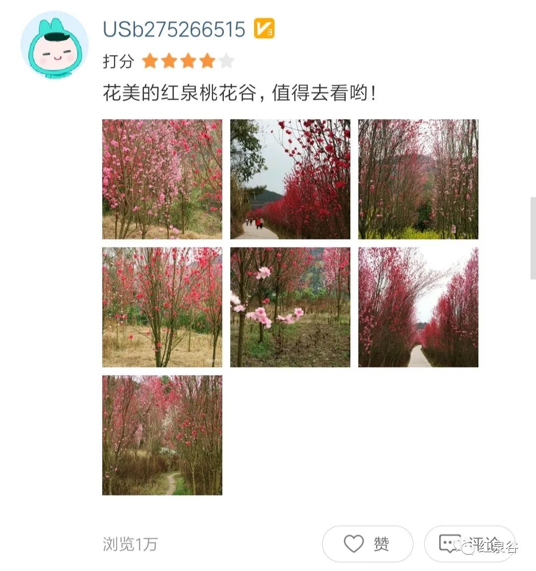 成都桃花花海,成都绕城周边花海