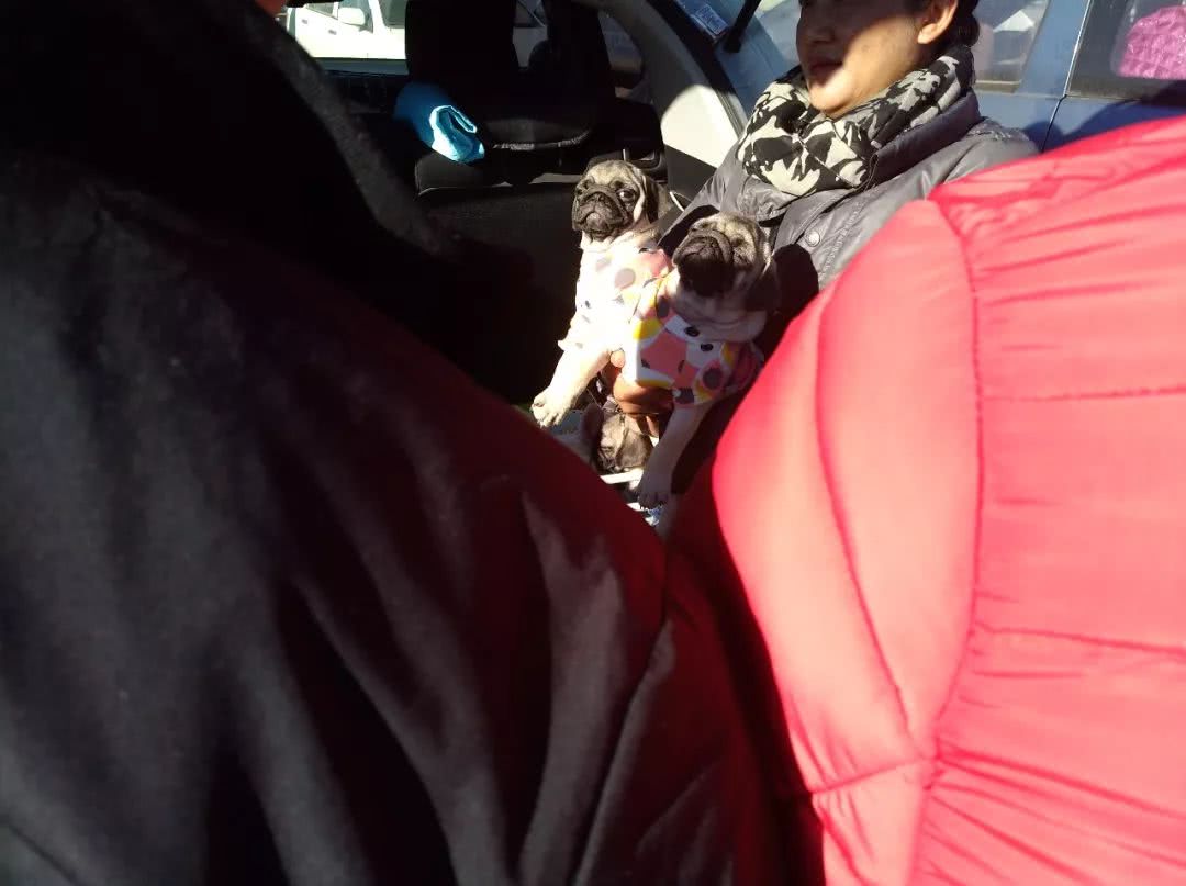 南宁巴哥幼犬出售300元以内,巴哥犬幼犬出售500元同城